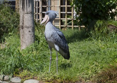 Shoebill Stork. Bu dünyadaki en sıra dışı kuş. Shoebill Stork o kadar sıradışı ve çok az ki gezegenimizdeki en gizemli yaratıklardan biri olarak kabul edilir okudu. Leylek, marabou, ot ve pelikan ların akrabasıdır..