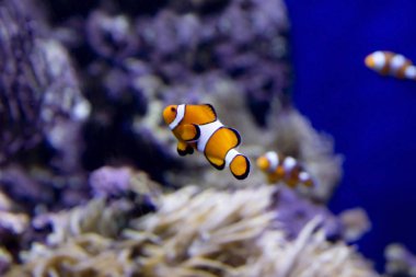 palyaço balığı. Palyaço balık doğa değil sadece, aynı zamanda içinde belgili tanımlık akvaryum yaşayabilir derin deniz parlak temsilcisidir.
