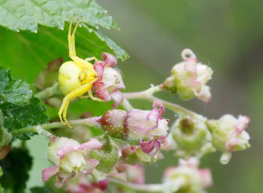 Örümcek yengeci üzümlü çiçeklerin üzerine oturur. Örümcek yengeci kendi çevresi gibi kılık değiştirir ve böcekleri sabırla bekler. Çiçeklerin arasında, yaprakların arasında ya da bitkilerin gövde ve dalları boyunca pusuda beklerler..