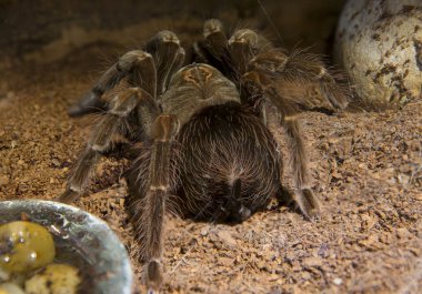Tarantula. Büyük bir eklembacaklıdır, bir hayvandır (böcek değil). Bir insanın örümcek zehrine alerjisi yoksa insanlar için ısırığı ölümcül değildir..