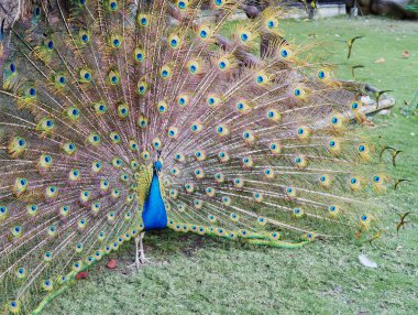 Tavus kuşu. Tavus kuşu en güzel orman kuşları biridir. Zarif görünümü nedeniyle tavus kuşu evde eski zamanlardan beri tutuldu.