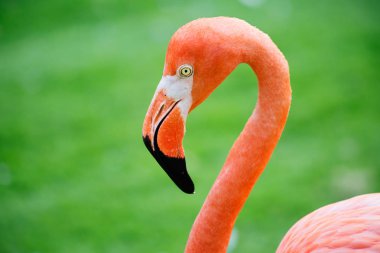 Pembe flamingo. İnanılmaz güzel tüyleri ve haklı olarak taşıyan Regal kuşlar arasında ilk güzellikleri saflarında flamingolar koyar. Sahil ve Karayip Denizi, Galapagos Adaları ve Kuzey Adaları kırmızı Flamingo için evim
