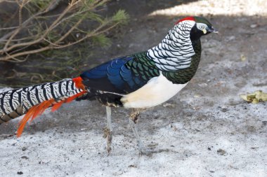 Elmas sülün. Elmas sülün, olarak da bilinen Bayan Amherst sülün. Bu sülün kendisini Hindistan, Kontes Sarah Amherst karısı sonra adlandırılmıştır. Çin yerel habitat elmas sülün olduğunu.