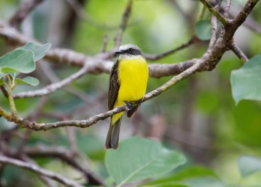 Tirano Tropikal. Açıklama Tropical Kingbird Kuzey Amerika ve Güney Amerika boyunca meydana gelen Serçe ailesinin kuşların bir aile