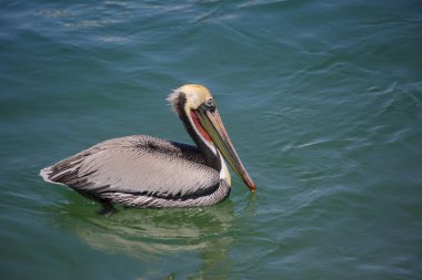 Pelican. Pelikanlar deniz veya tatlı su rezervuarlarında yaşarlar, iyi yüzerler. Pelikan'ın altında kocaman bir gagası ve çuvalı var..