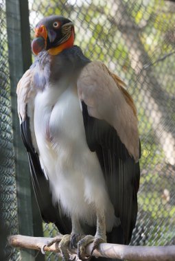 Kraliyet Vulture.It büyük boy bir kuştur. Kıvrımlar ve kırışıklıklar yüz çıplak cilt, her iki cinsiyetten yetişkin kuşlarda balmumu üzerinde deri deri lisi.