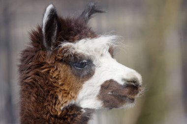 Alpaka (Lama). Camel bir aileden bir yerli tırnaklı hayvandır. Güney Amerika (Andes dağ bölgesinde yetiştirilen).