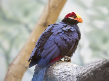 Violet Turaco. Uzun kuyruklu bir kuş, orta boy mor bir renk. Afrika ormanlarında yaşar. Sulu meyvelerle beslenir. Muz sever.