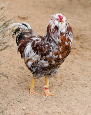 Dekoratif tavuklar. Eski Rus tavuk ırklarını ifade eder. Et, yumurta üretimi, dövüş ve dekoratif amaçlı olarak evrensel bir ırk olarak kullanılmıştır..
