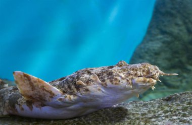 Halı köpekbalığı wobbegong balık. Halı köpekbalığı veya bıyıklı köpekbalığı, ya da dedikleri gibi - wobbegongs, başarılı bir şekilde yaşamak ve denizler ve okyanuslar alt katmanda avlamak için onlara izin verir bir düzleştirilmiş vücut. Boyama ve ek cilt outgro