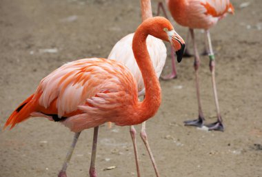 Pembe flamingo. Şaşırtıcı güzel tüyleri ve Regal rulman haklı kuşlar arasında ilk güzellikleri saflarında flamingolar koyar.