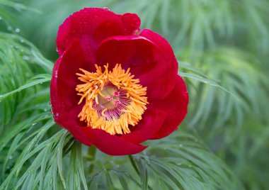 Şakayık. Şakayık çok yıllık, vahşi bir otsu türdür. Son derece dekoratif bir bitkidir. Mükemmel şiddetle disseke parlak yeşil yaprakları ile kombine onun ateşli kırmızı çiçekler uzaktan görülebilir.