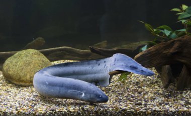 Güney Amerika Akciğerli balıklar. Jurassic döneminden günümüze korunmuş benzersiz antik çift-nefes balık. Durgun su, sık sık kurutma ile rezervuarlar yaşıyor yukarı ve su bitki örtüsü ile büyümüş. Zemin 