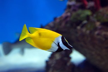 Olduğunu tavşan balık. Beden ve kafa alışılmamış bir şekil vardır. Beyaz siyah uzun namlu vücut başına şeritler ile boyama. Gövdesi, karın, palet ve kuyruk ağırlıklı olarak sarı.