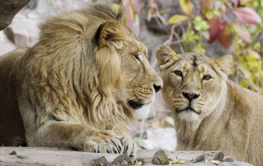  Bir çift aslan. Aslan, Panter cinsinin dört üyesinden biri olan yırtıcı bir memeli türüdür. Aslan yaşayan ikinci büyük kedidir, kaplandan sonra ikinci gelir..