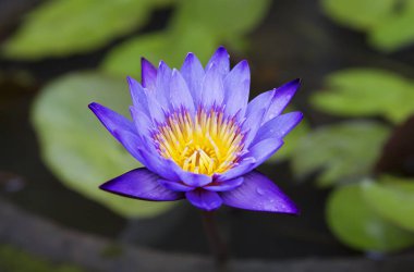 Lotus çiçeği. Lotus Çin 7 bin yıldan fazla büyüyor. Lotus çiçek basit ve çift, kırmızı, beyaz, yeşil ve Lila tonlarında olur. 90 bilinen türlerin Lotus, yarısından fazlasını Çin'de büyüyor. Çinliler Lotus düşünün bir