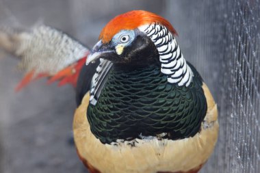 Elmas sülün. Elmas sülün, olarak da bilinen Bayan Amherst sülün. Bu sülün kendisini Hindistan, Kontes Sarah Amherst karısı sonra adlandırılmıştır. Çin yerel habitat elmas sülün olduğunu.