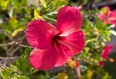Hibiscus çiçek kırmızı, Çince yükseldi. Hibiscus (Çin rose, hibiscus). Hibiscus anavatanı Çin, neden o 