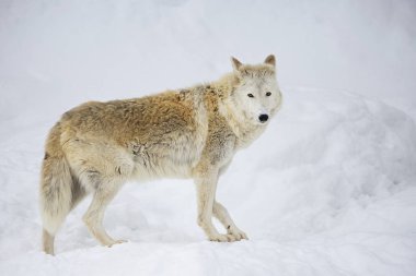 Tundra kurdu. Tundra kurttur Rusya'da yaşayan sıradan bir kurt alt türü. Tundra ve orman tundra bölgenin Avrupa kısmı ve Sibirya arktik sahil yanı sıra Kamçatka kadar tundra kurt kapsar.