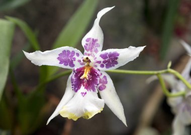 Kambriyen orkide. Kimse kayıtsız terk edemez gizemli bitkiler, orkide biridir. Cambria-orkide parlak sivilceli çiçekli.