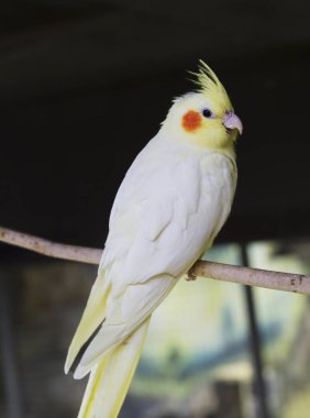 Corella papağanı. Corella biraz konuşkan bir papağan. Corella, aka Nymph kakadu bir papağan ailesi, orta boy, insanlara aşırı bağlılık ile karakterizedir. anavatanları Avustralya.