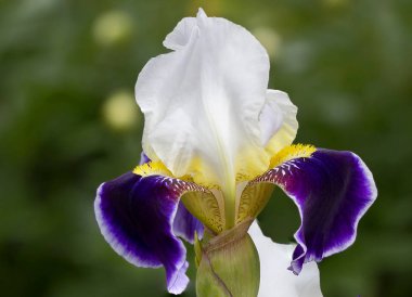Iris. Dünyanın birçok halk efsaneleri Iris için adanmıştır. Carl Linnaeus adı İris Iris gökkuşağı antik Yunan tanrıçası onuruna verdi. Eski Yunanlılar ve Romalılar Tanrılar ve erkekler arasında Irida aracı inanıyordu ki