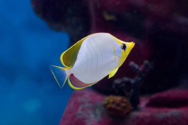 Yellowhead butterflyfish. İçinde Batı Hint Okyanusu üzerinden Afrika'nın Doğu kıyısı Maldivler ve Sri Lanka için dağıtılmış.