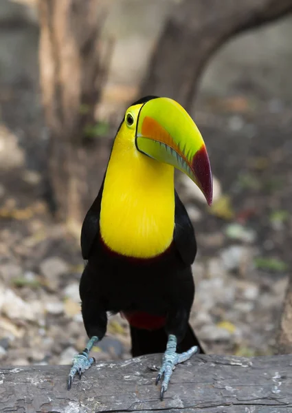 Toucan Kuş Toucans Onların Büyük Burnu Ile Görünüşe Göre Bir — Stok fotoğraf