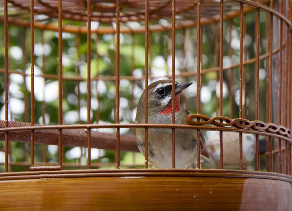 Rossignol Est Petit Oiseau Couleur Brun Olive Fond Blanchâtre Mâle — Photo