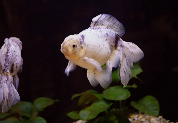 Pez Dorado Japonés Color Blanco Goldfish Crió China Hace Más — Foto de Stock