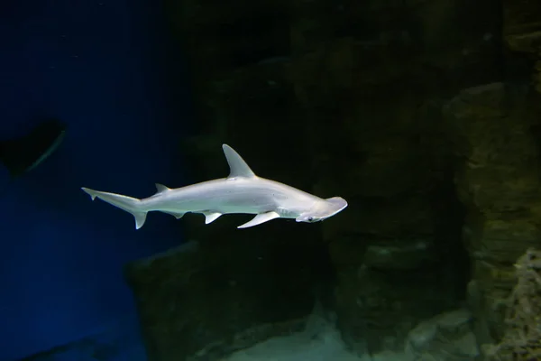 Hammerhead Shark Hammerhead Shark Has Special Shape Head Extended Flattened — Stock Photo, Image