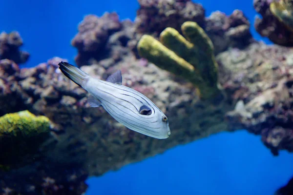 Whitespotted Blåsfisk Taggiga Arotrons Målas Grå Med Mörka Ränder Den — Stockfoto