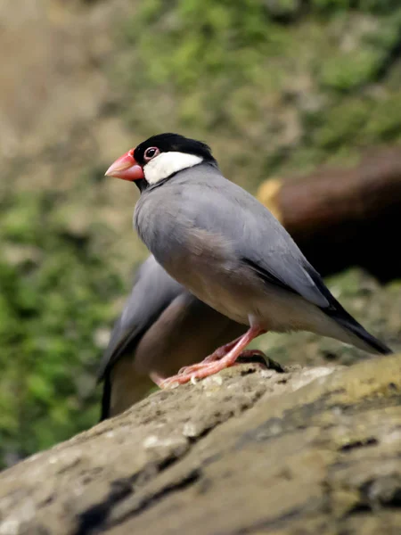 Java Sparrow Het Verenkleed Grijs Zijkanten Van Het Hoofd Zijn — Stockfoto