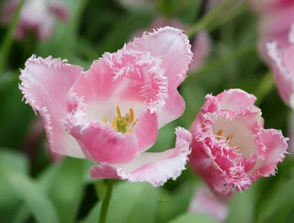 Tulpe Schöne Pfingstrose Tulpe Zarte Rosa Farbe — Stockfoto