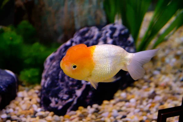 Золота Рибка Oranda Oranda Одним Риби Які Включені Званий Сім — стокове фото