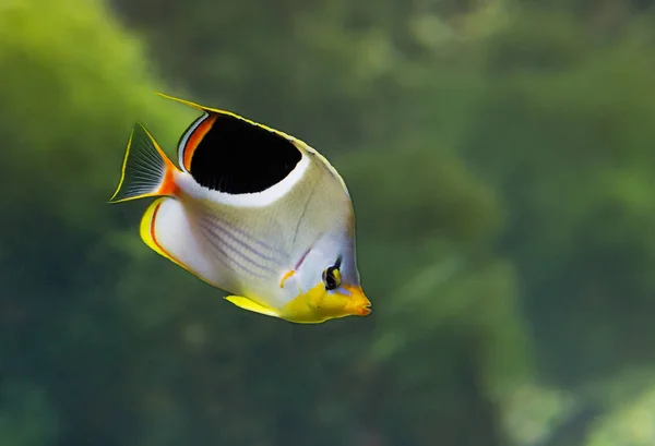 Black Back Butterfly Fish Large Butterfly Fish Very Attractive Unusual — Stock Photo, Image