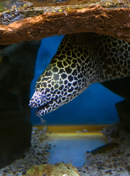 Fish Leopard Moray Eel Moray Eels One Most Dangerous Large — Stock Photo, Image