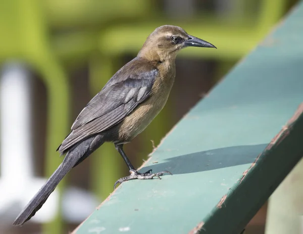 Mirla Bird Columbia — Stockfoto