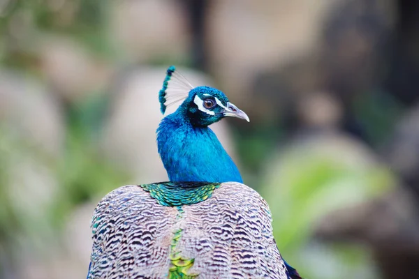 Pavão Pavão Dos Mais Belos Pássaros Floresta Devido Sua Aparência — Fotografia de Stock