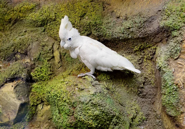 Biała Papuga Cockatoo Biały Kakadu Jest Egzotyczny Ptak Który Pochodzi — Zdjęcie stockowe