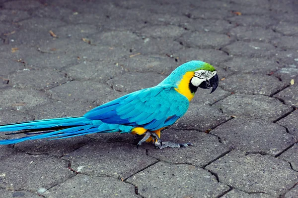 앵무새 노란색 이것은 아름다운 앵무새입니다 라틴어에서 골드를 의미합니다 파나마 브라질에 — 스톡 사진