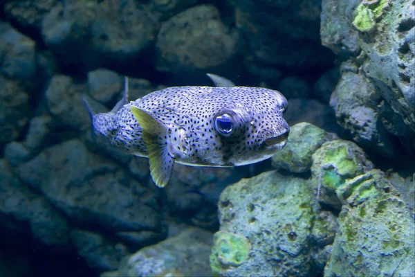 Pesce Porcospino Abitante Degli Oceani Dei Mari Tropicali Caso Pericolo — Foto Stock