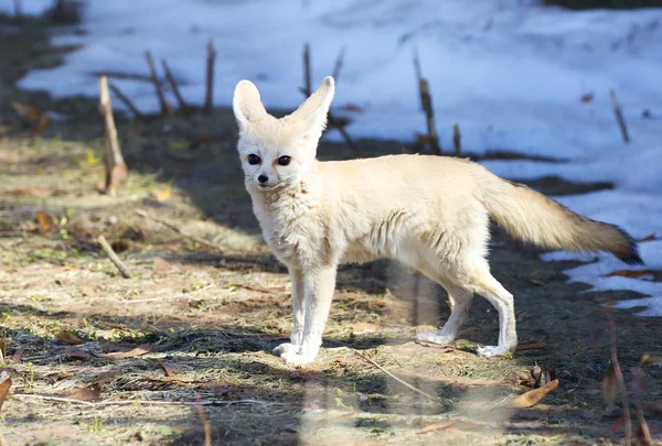 Fennec Fox. A small, smaller cat, Fox with huge ears and a long fluffy tail. On brief pointed muzzle-big black eyes, black nose, big ears. Thanks to these powerful locators, the animal catches the slightest rustle produced by insects moving in the sa