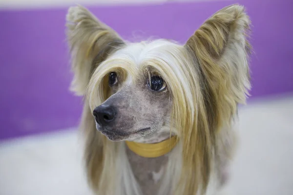 Chinese Crested Dog Een Kleine Actief Sierlijke Zeer Vrolijke Hond — Stockfoto