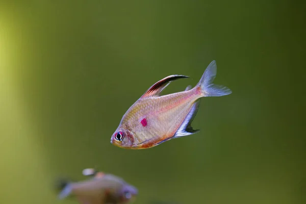 Akvarium Fisk Orantus Detta Liten Fisk Den Lever Vatten Amazonas — Stockfoto