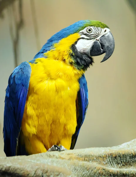 Papagáj Kék Sárga Ara Egy Igazi Gyönyörű Papagáj Latin Fordítása — Stock Fotó