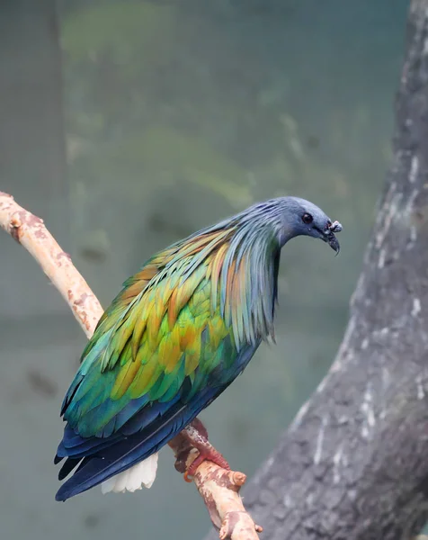 Pigeon Nicobar Pigeon Trouve Dans Les Îles Nicobar Andaman Vit — Photo