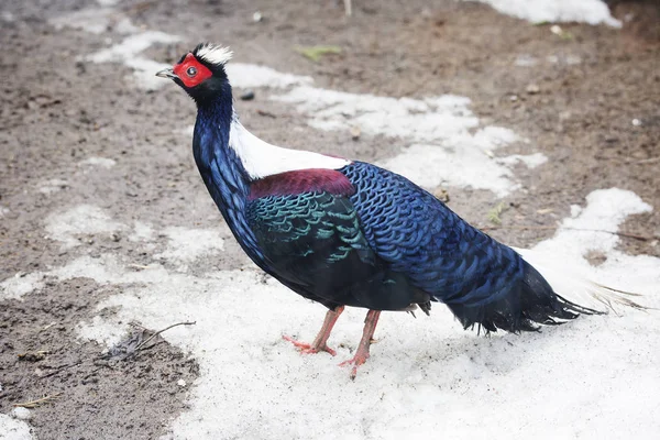 Faisán Edwards Plumaje Faisán Edwards Azul Oscuro Con Bordes Verdosos — Foto de Stock