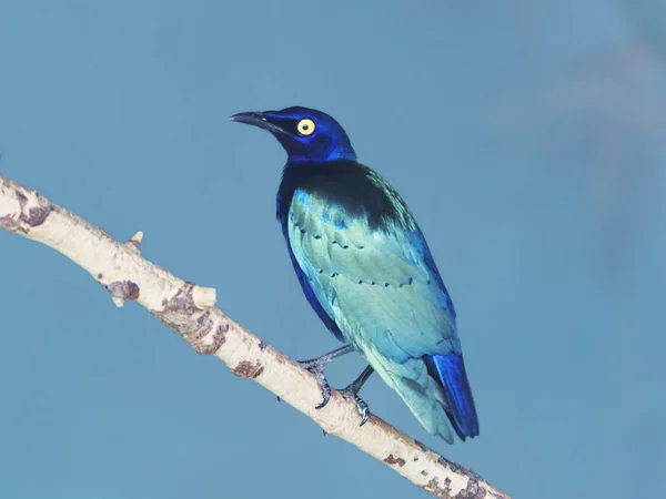 Purple Glossy Starling Purple Starling Comes Central Africa — Stock Photo, Image