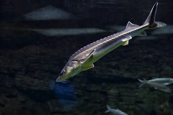 Fish Sturgeon Valuable Commercial Fish — Stock Photo, Image